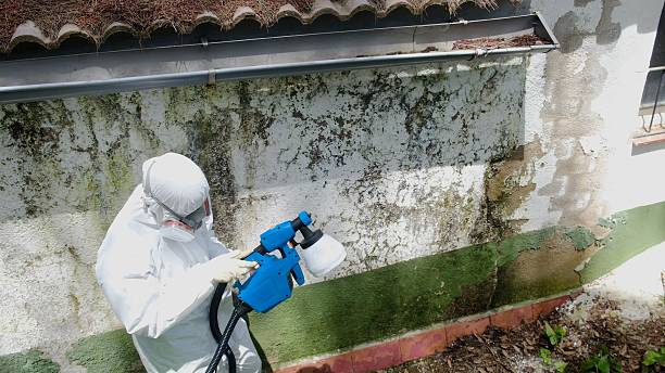 Top rated local Mold Removal specialists in Lakeland, GA
